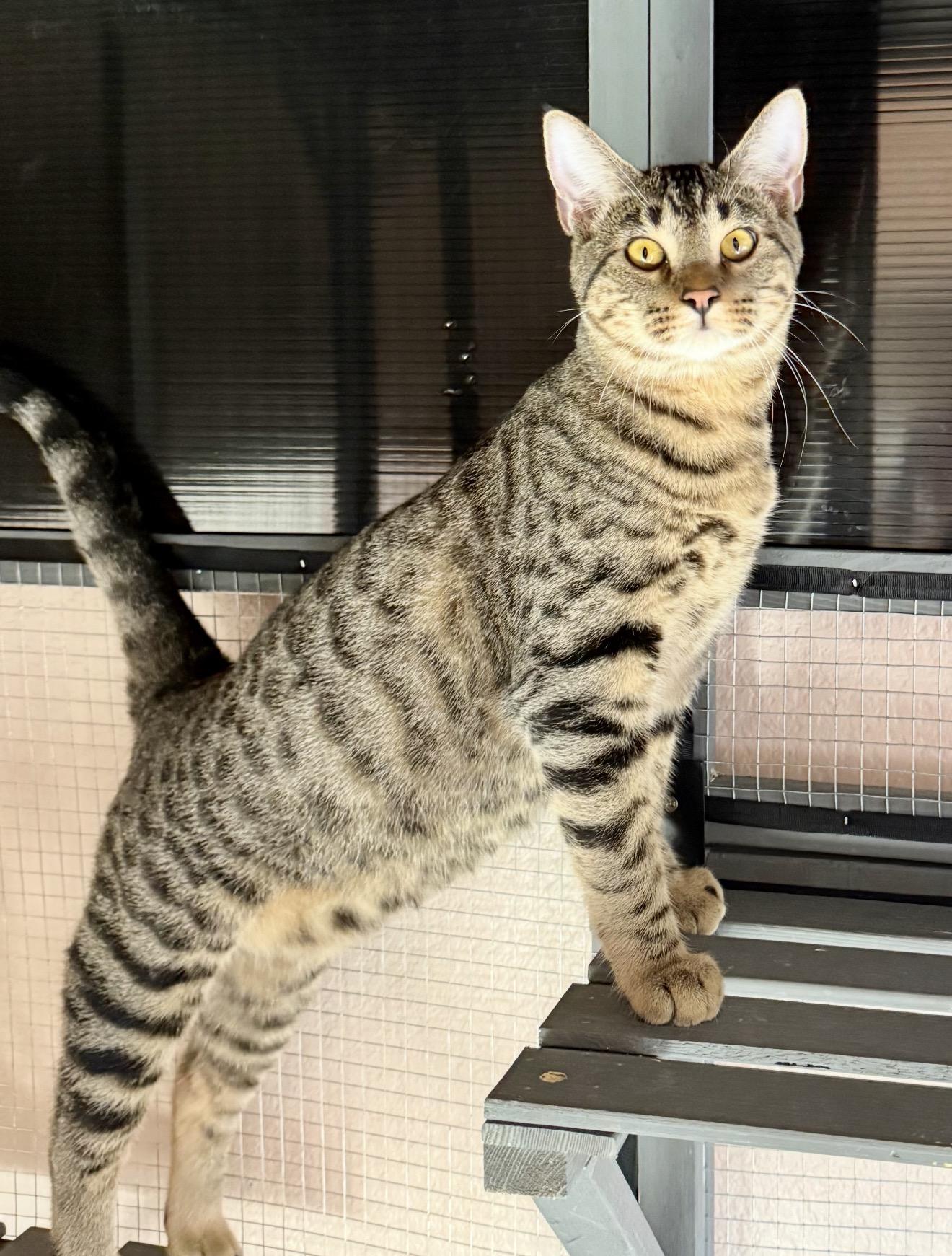 Stack, a Adoptable Tabby in Trophy Club, TX image 1/3