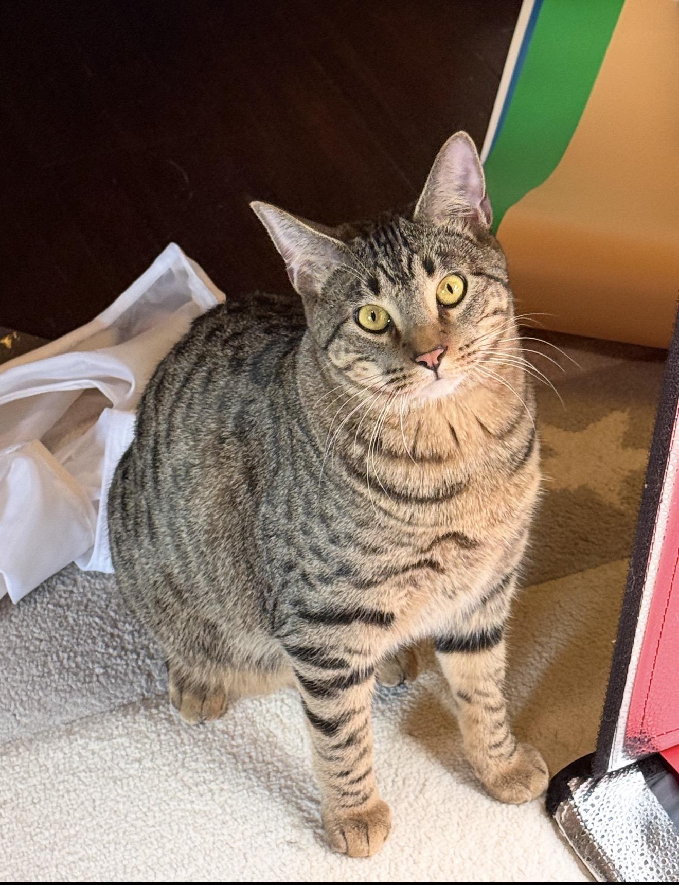 Stack, Adoptable, Young Male Tabby.