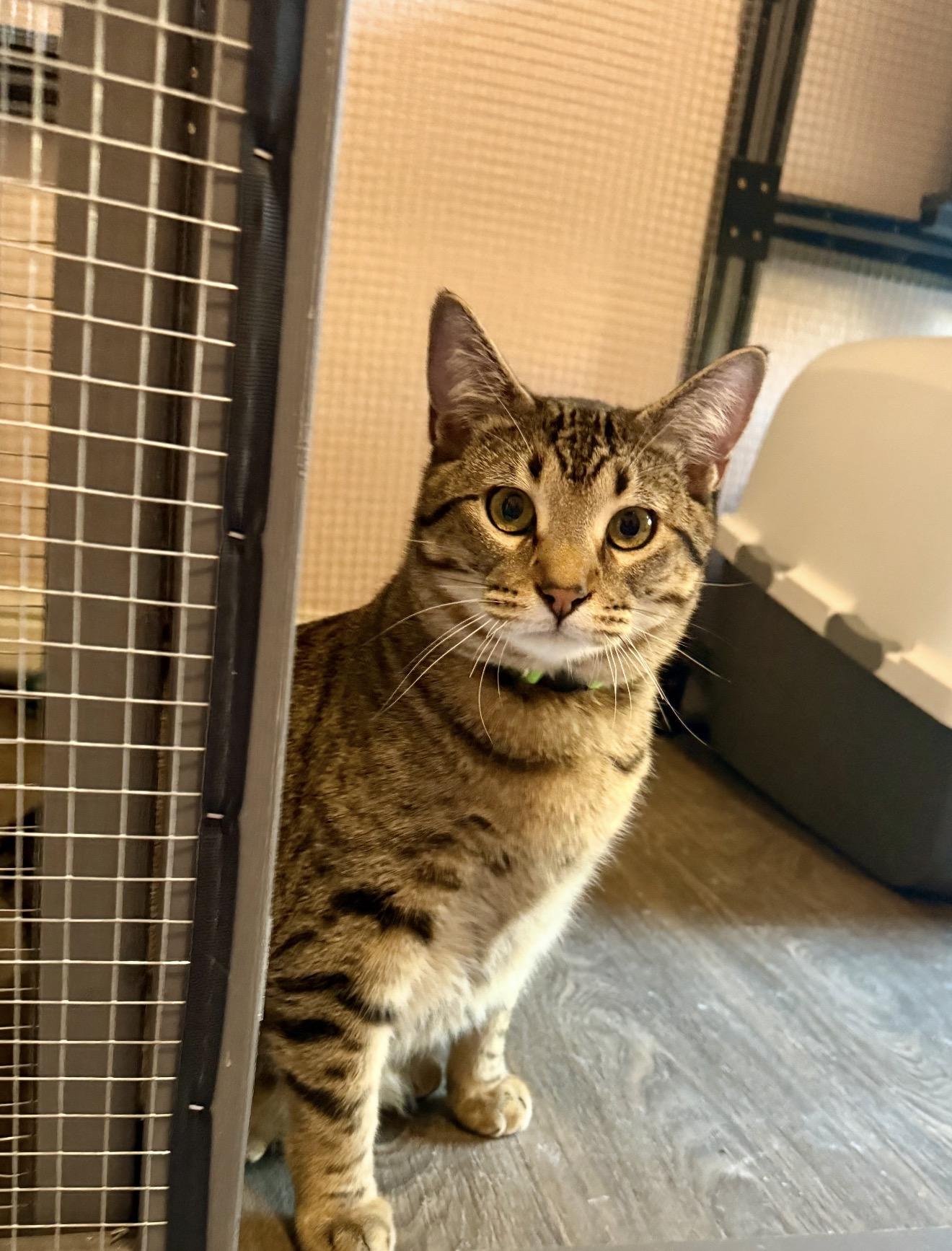 Enlarge Stack, a Adoptable Tabby in Trophy Club, TX image 4/6