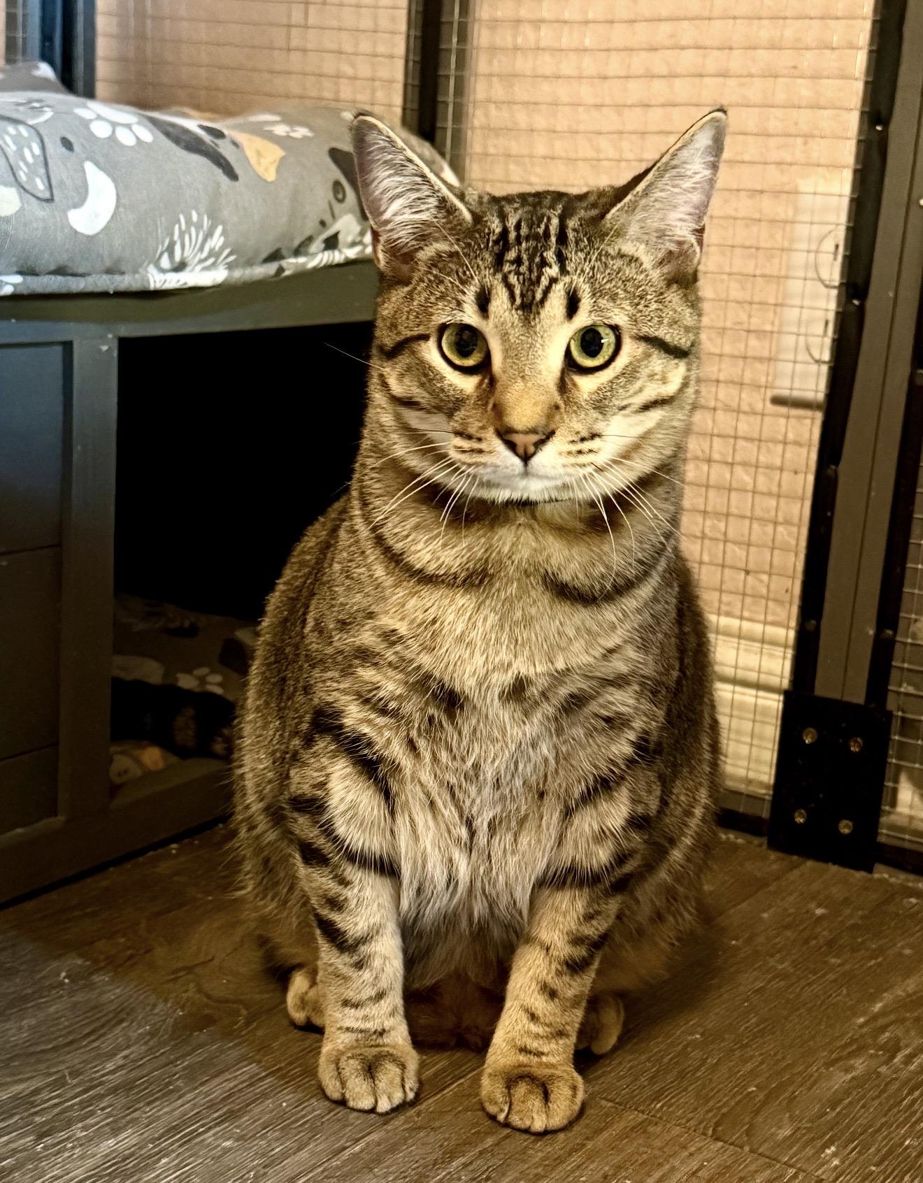 Enlarge Stack, a Adoptable Tabby in Trophy Club, TX image 6/6