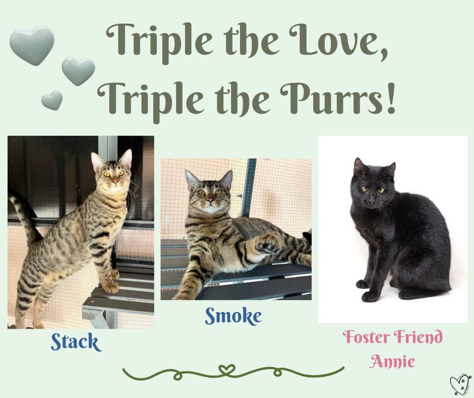 Stack, a Adoptable Tabby in Trophy Club, TX image 2/3