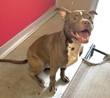 Enlarge RAMALAMA, a Adoptable Mixed Breed in Fernandina Beach, FL image 1/5