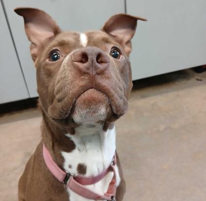 Enlarge RAMALAMA, a Adoptable Mixed Breed in Fernandina Beach, FL image 5/5