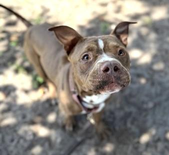 Enlarge RAMALAMA, a Adoptable Mixed Breed in Fernandina Beach, FL image 4/5