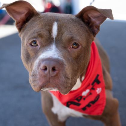 Enlarge RAMALAMA, a Adoptable Mixed Breed in Fernandina Beach, FL image 2/5