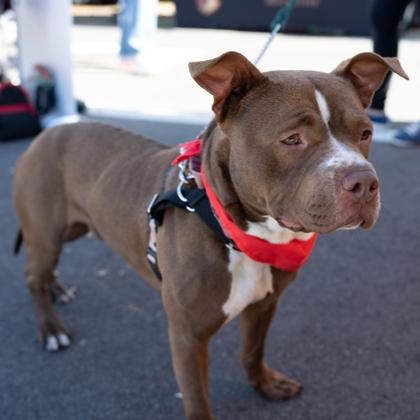 Enlarge RAMALAMA, a Adoptable Mixed Breed in Fernandina Beach, FL image 3/5