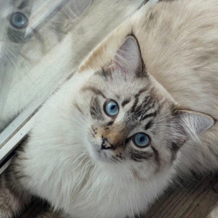 Oliver, ADOPTABLE, Young Male Domestic Long Hair.