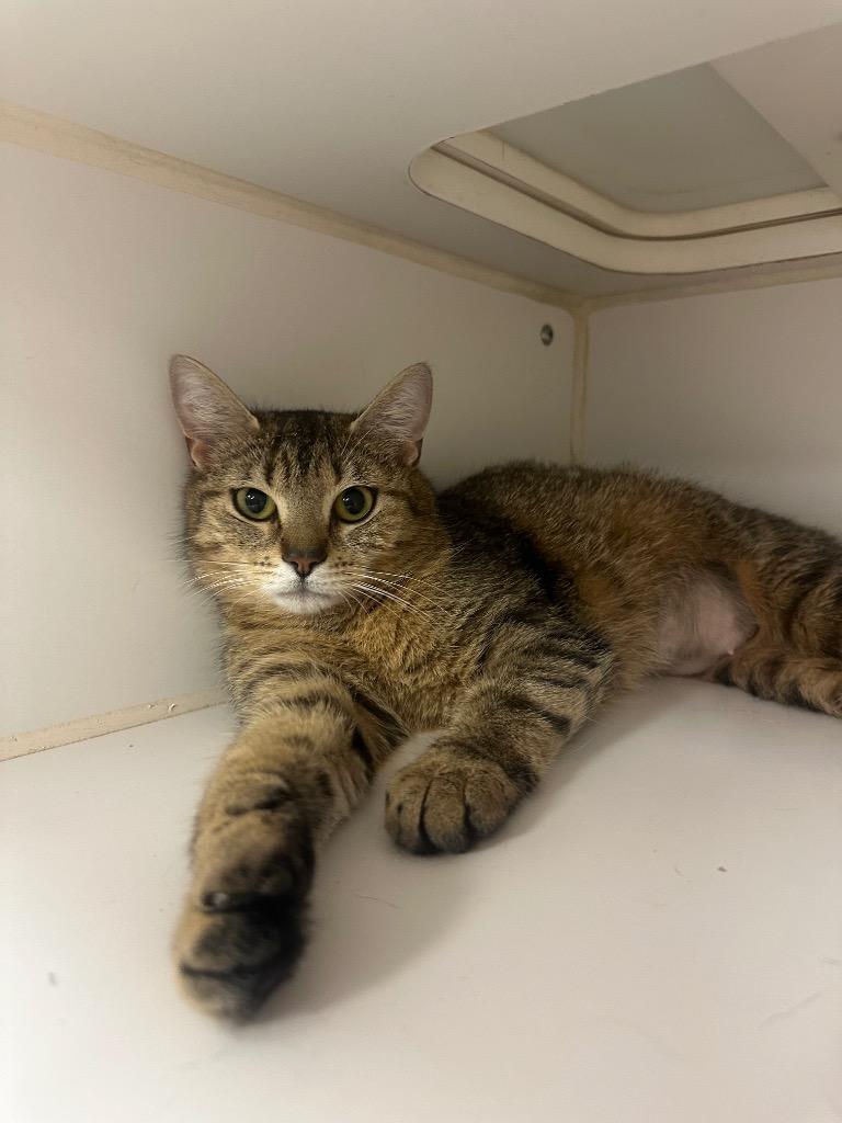 Pixel (martindale), Adoptable, Young Female Domestic Short Hair.