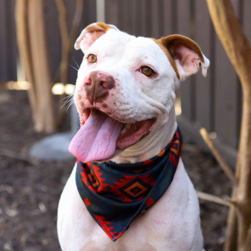 Enlarge Hamilton IV, a Adoptable Pit Bull Terrier in Dallas, TX image 1/3
