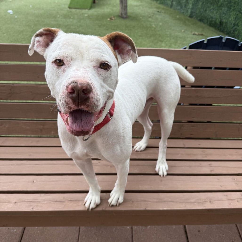 Hamilton IV, Adoptable, Adult Male Pit Bull Terrier.