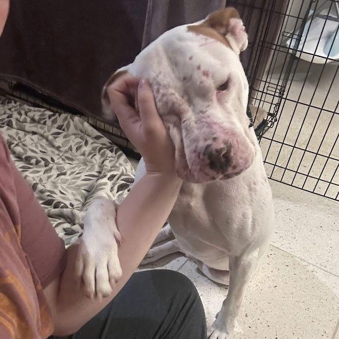 Enlarge Hamilton IV, a Adoptable Pit Bull Terrier in Dallas, TX image 2/3