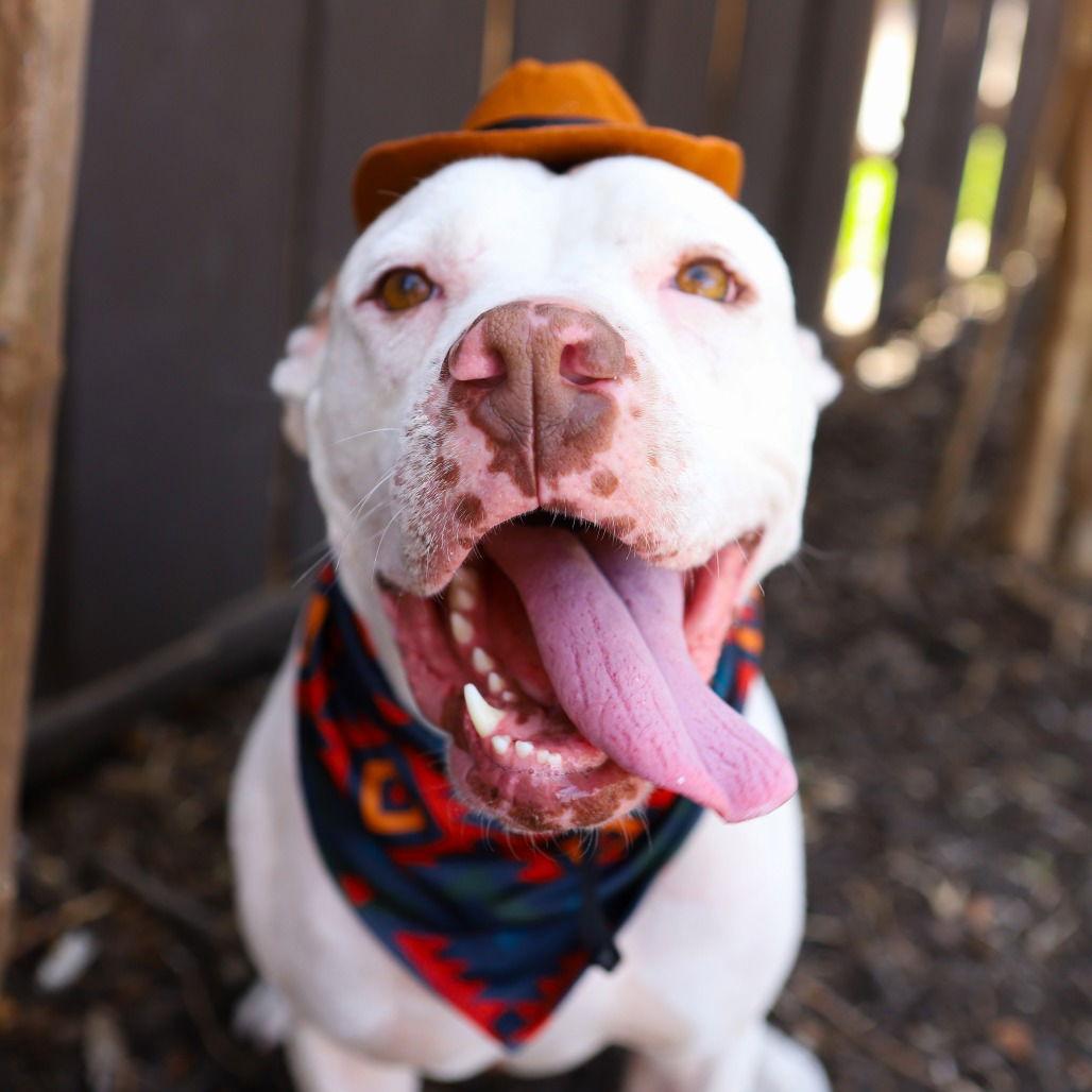 Hamilton IV, a Adoptable Pit Bull Terrier in Dallas, TX image 3/3