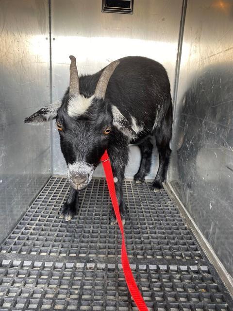 Enlarge UNKN, a Adoptable mixed breed in Albuquerque, NM image 1/1