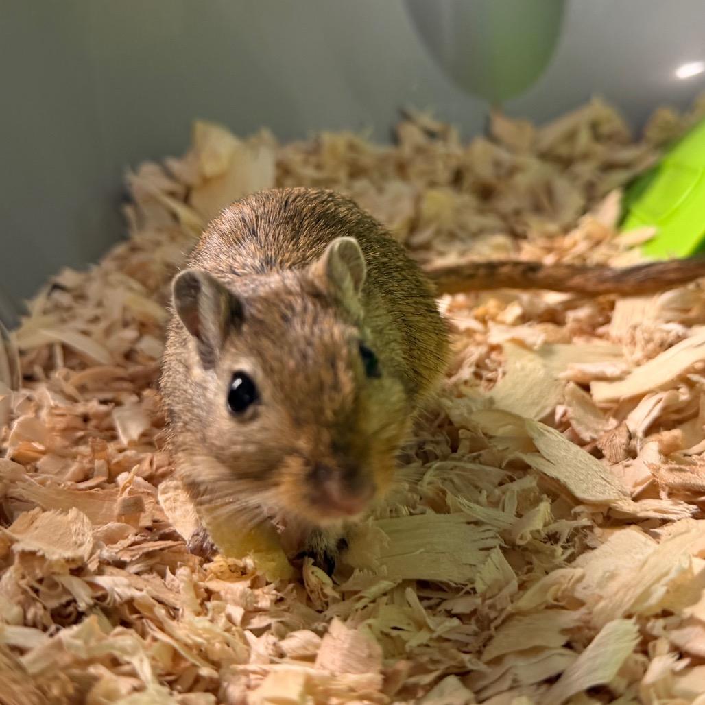 Stuart, Adoptable, Baby Male Gerbil.