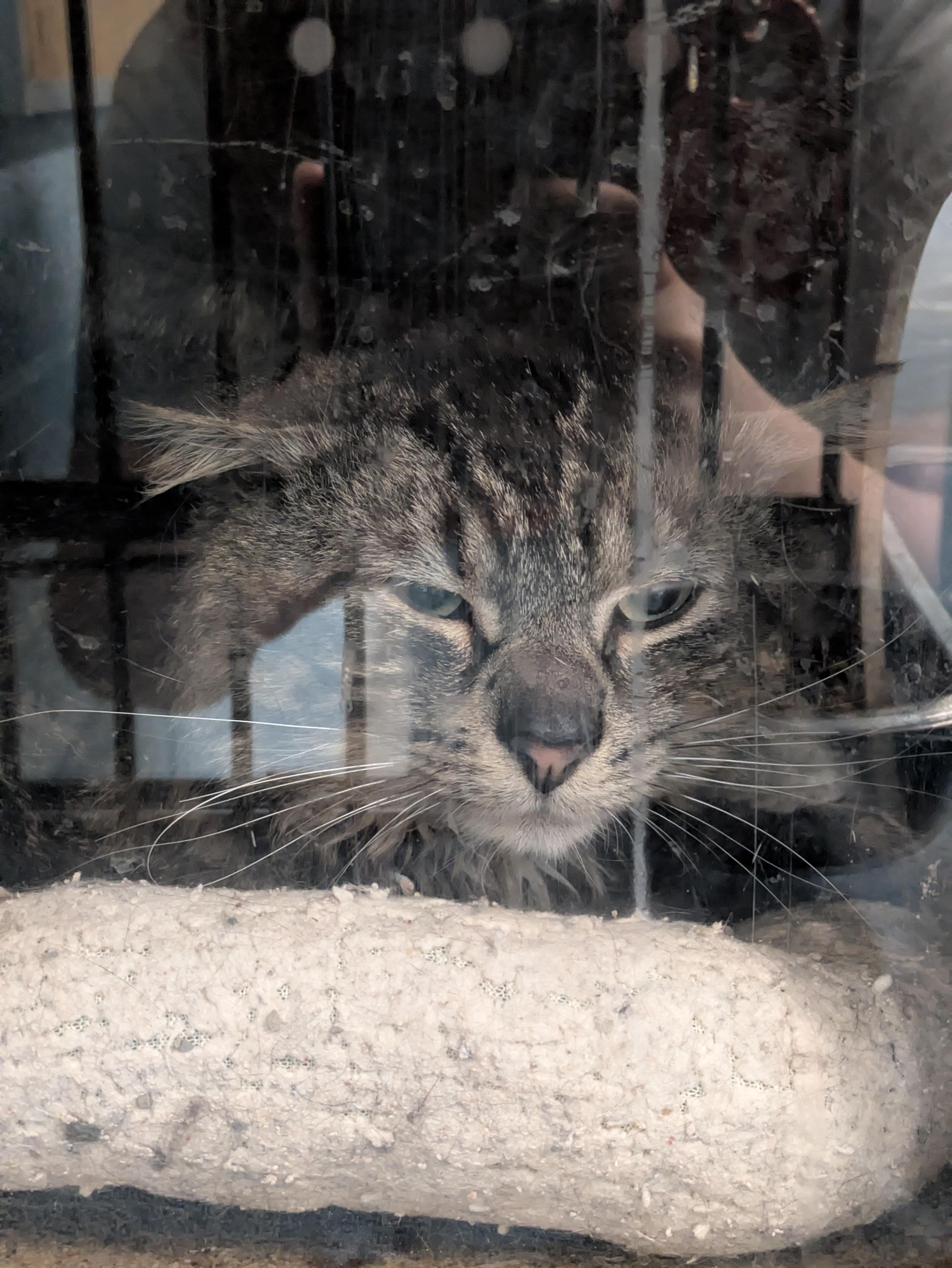 Mama's Boy (Barn Cat), adopted, Adult Male Domestic Medium Hair.