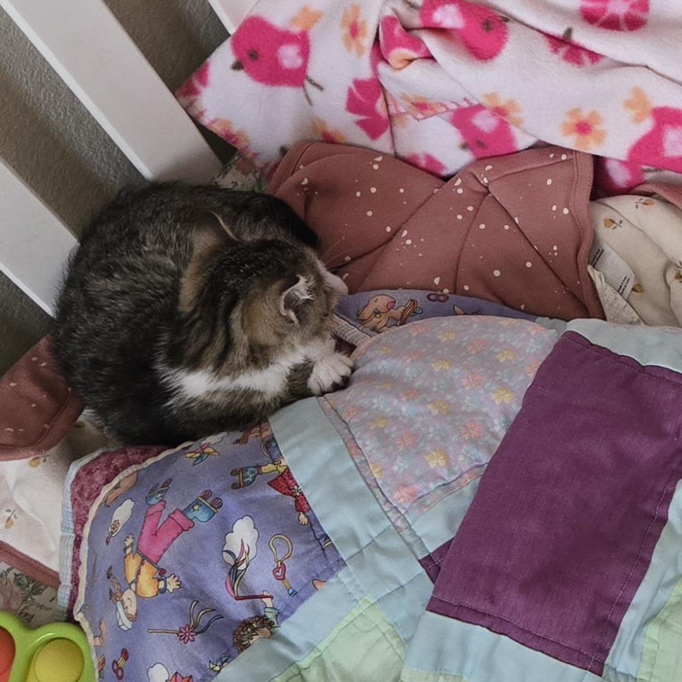 Enlarge Checkers, a Adoptable Domestic Short Hair in Fort Collins, CO image 2/4