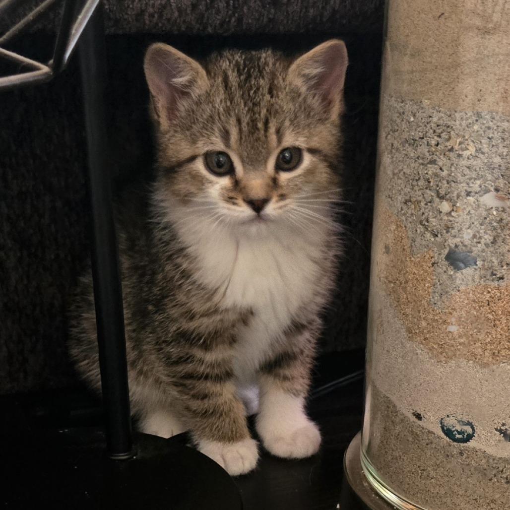 Enlarge Checkers, a Adoptable Domestic Short Hair in Fort Collins, CO image 3/4