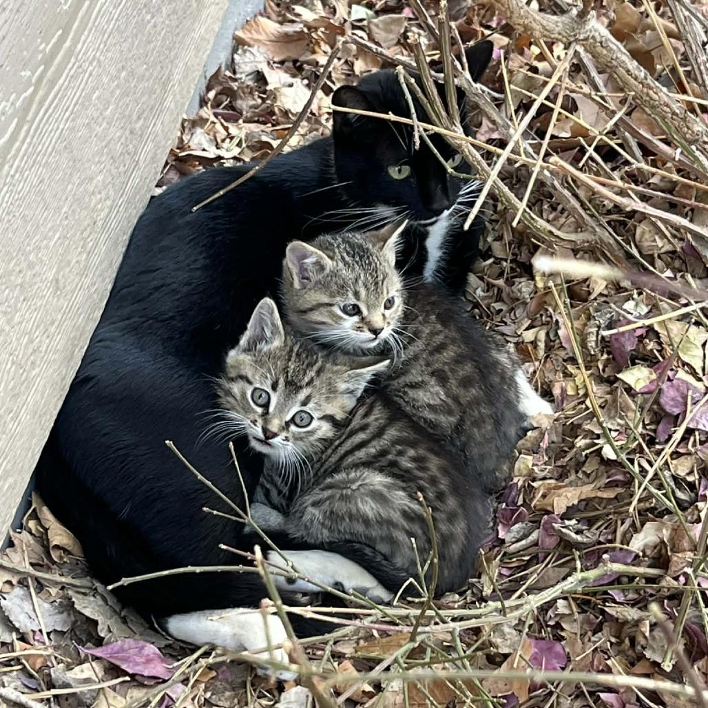 Enlarge Checkers, a Adoptable Domestic Short Hair in Fort Collins, CO image 4/4