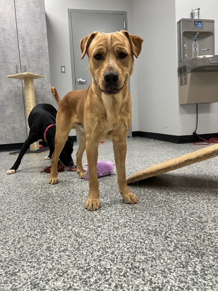 Pancake, Adoptable, Young Male Mixed Breed.