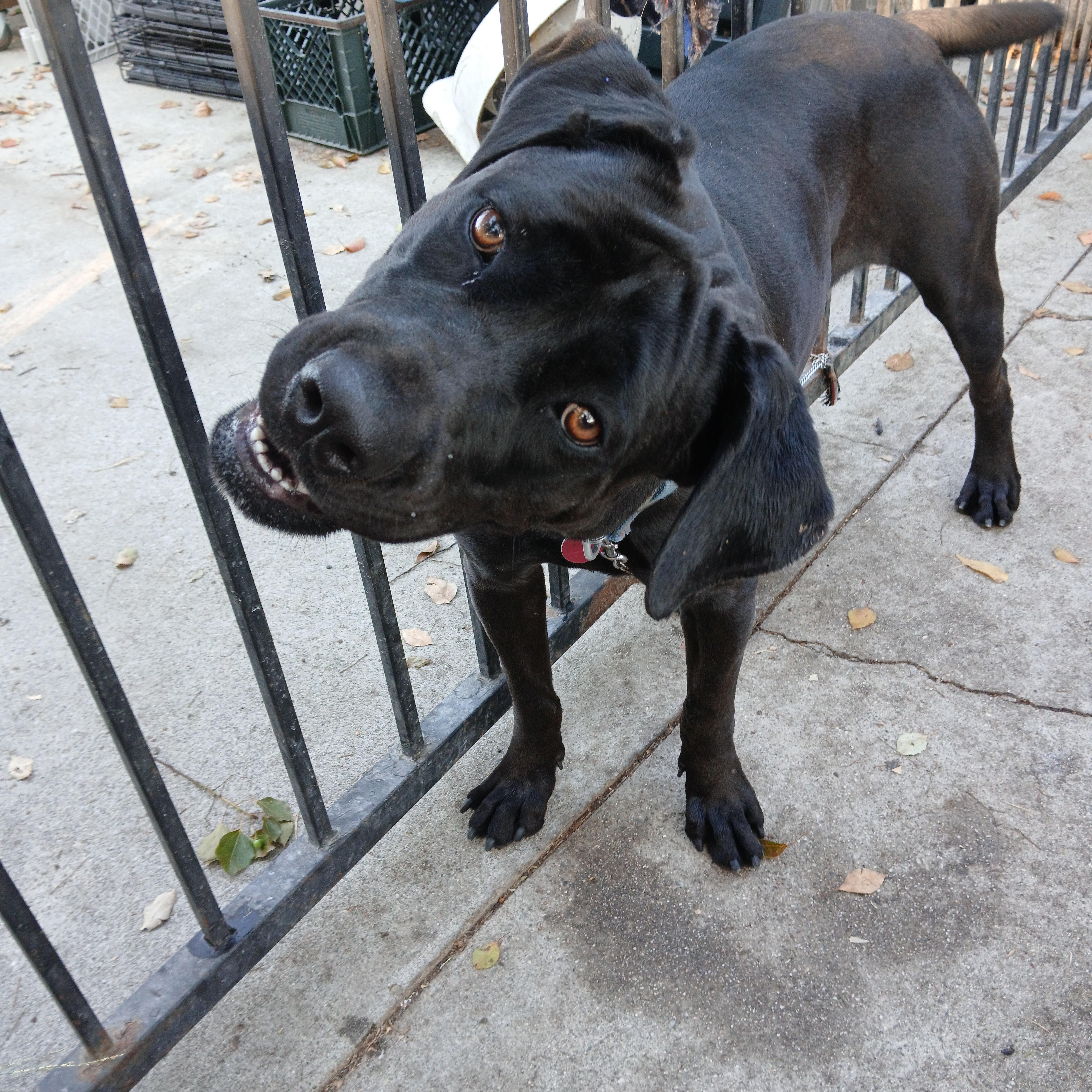 Velvet, a Adoptable Cane Corso in Seattle, WA image 2/6