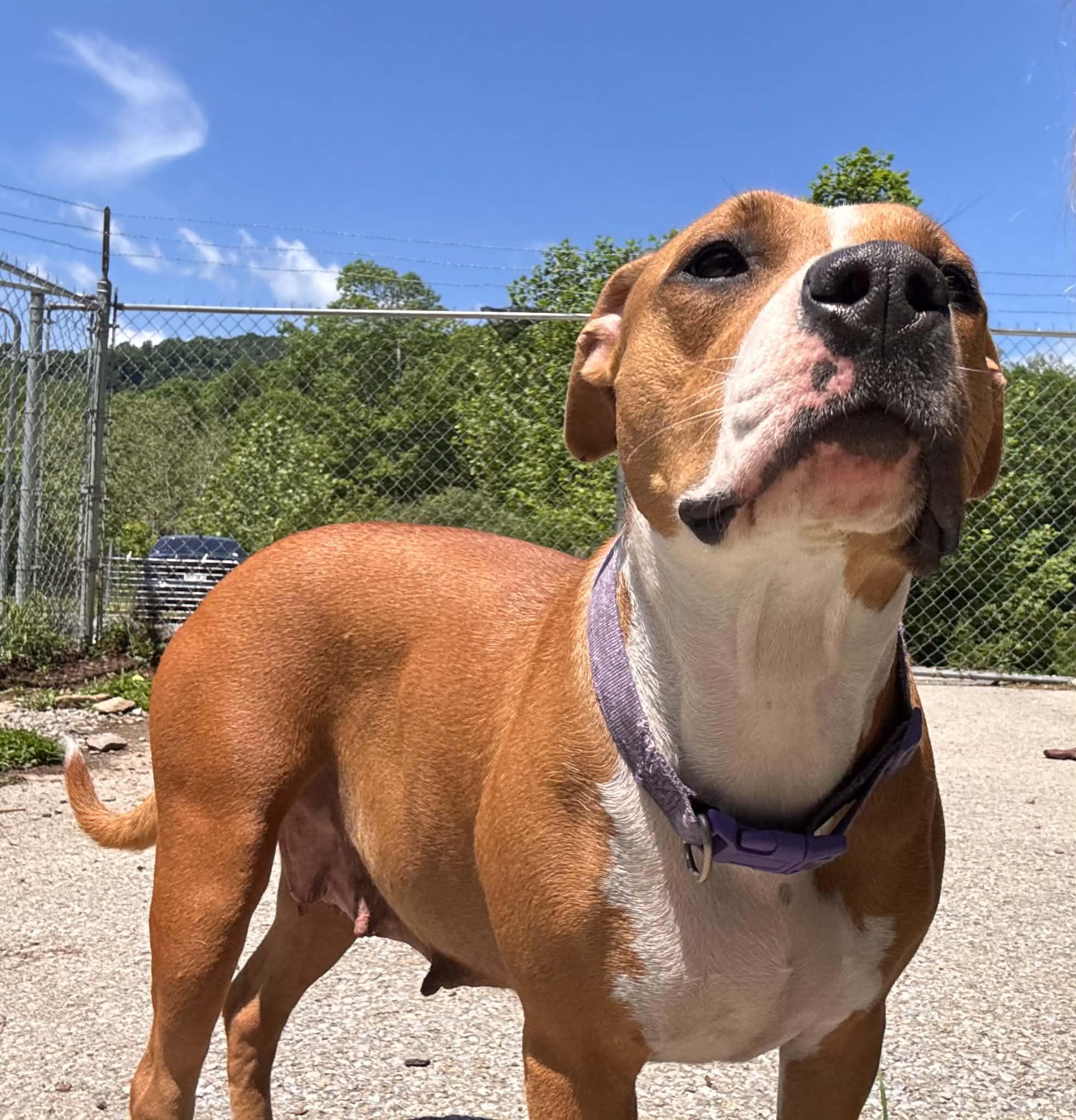 Mama, Adoptable, Young Female Pit Bull Terrier.