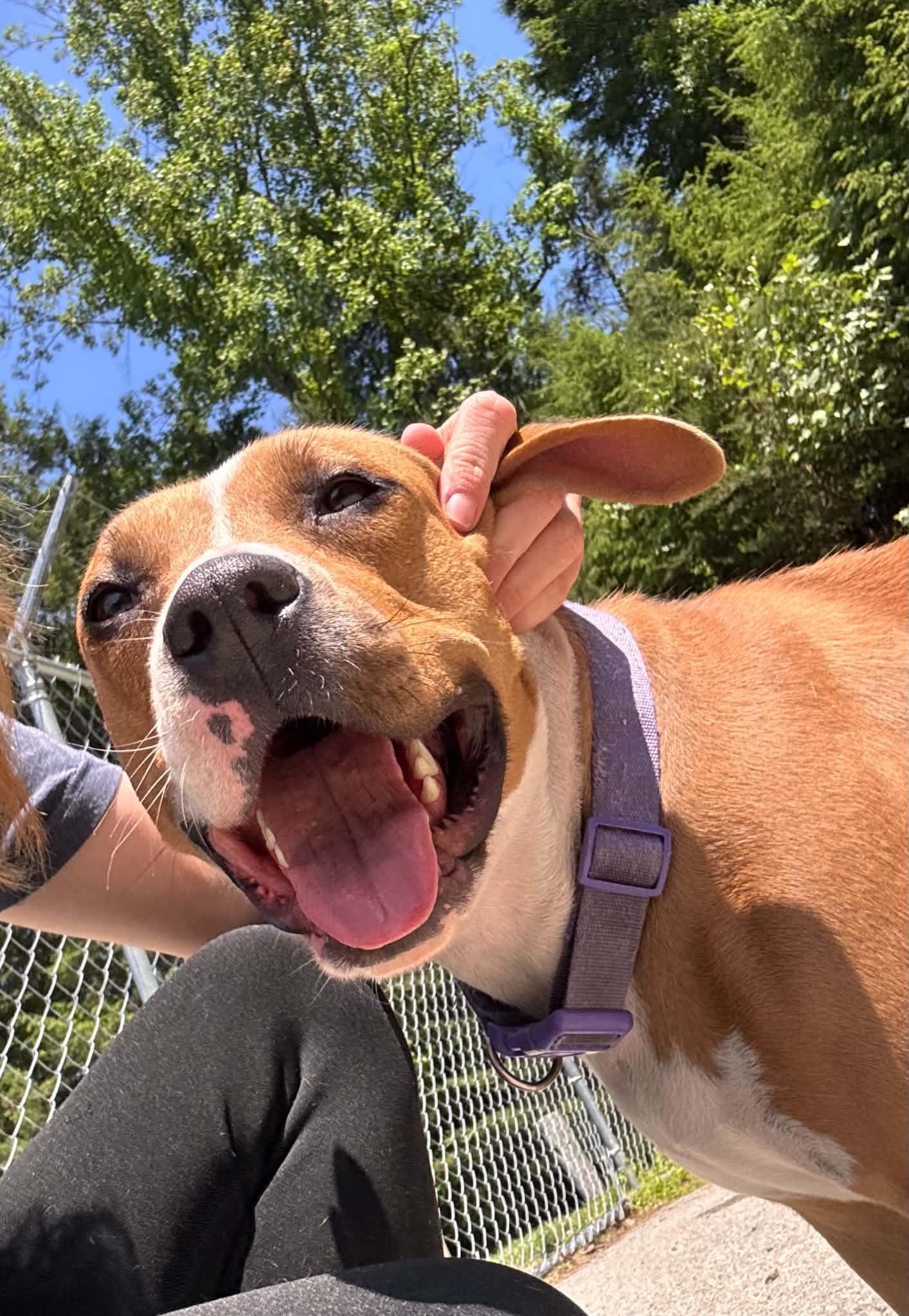 Mama, a Adoptable Pit Bull Terrier in Fayetteville, WV image 2/6