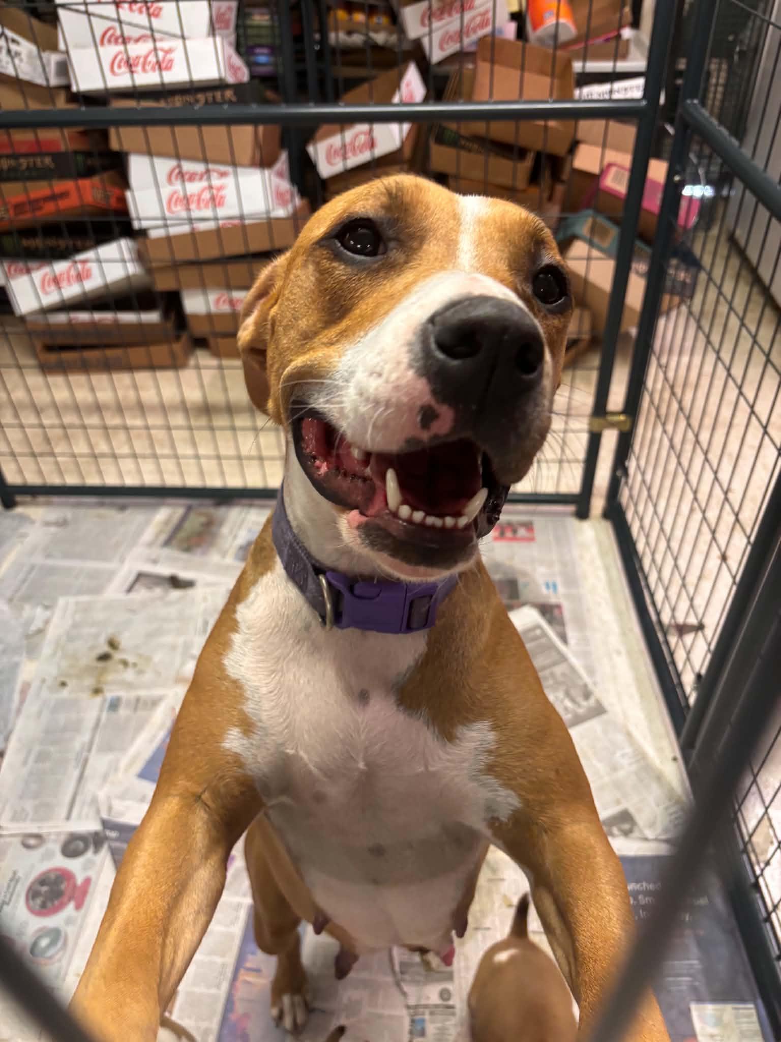 Mama, a Adoptable Pit Bull Terrier in Fayetteville, WV image 3/6