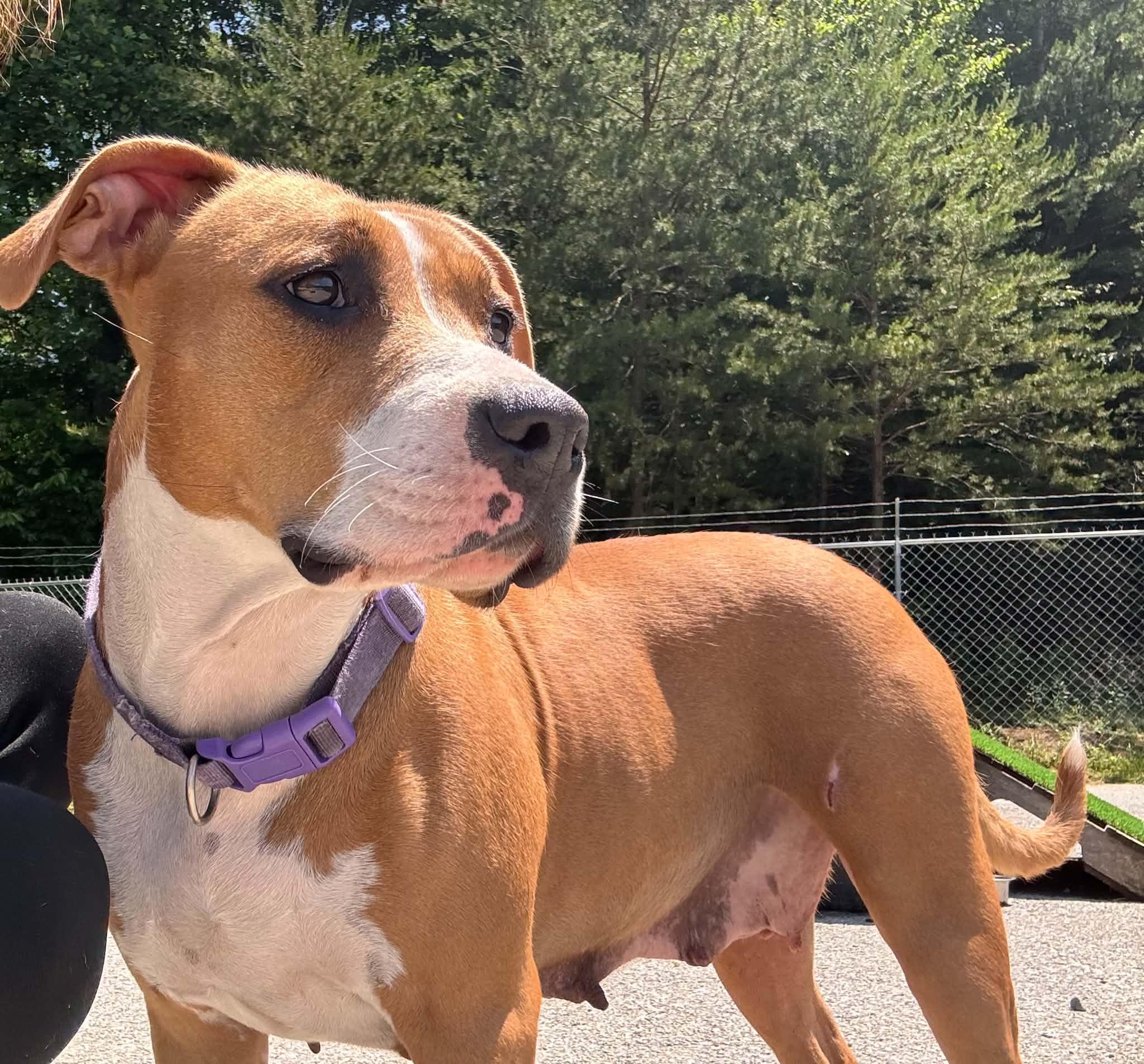 Mama, a Adoptable Pit Bull Terrier in Fayetteville, WV image 4/6
