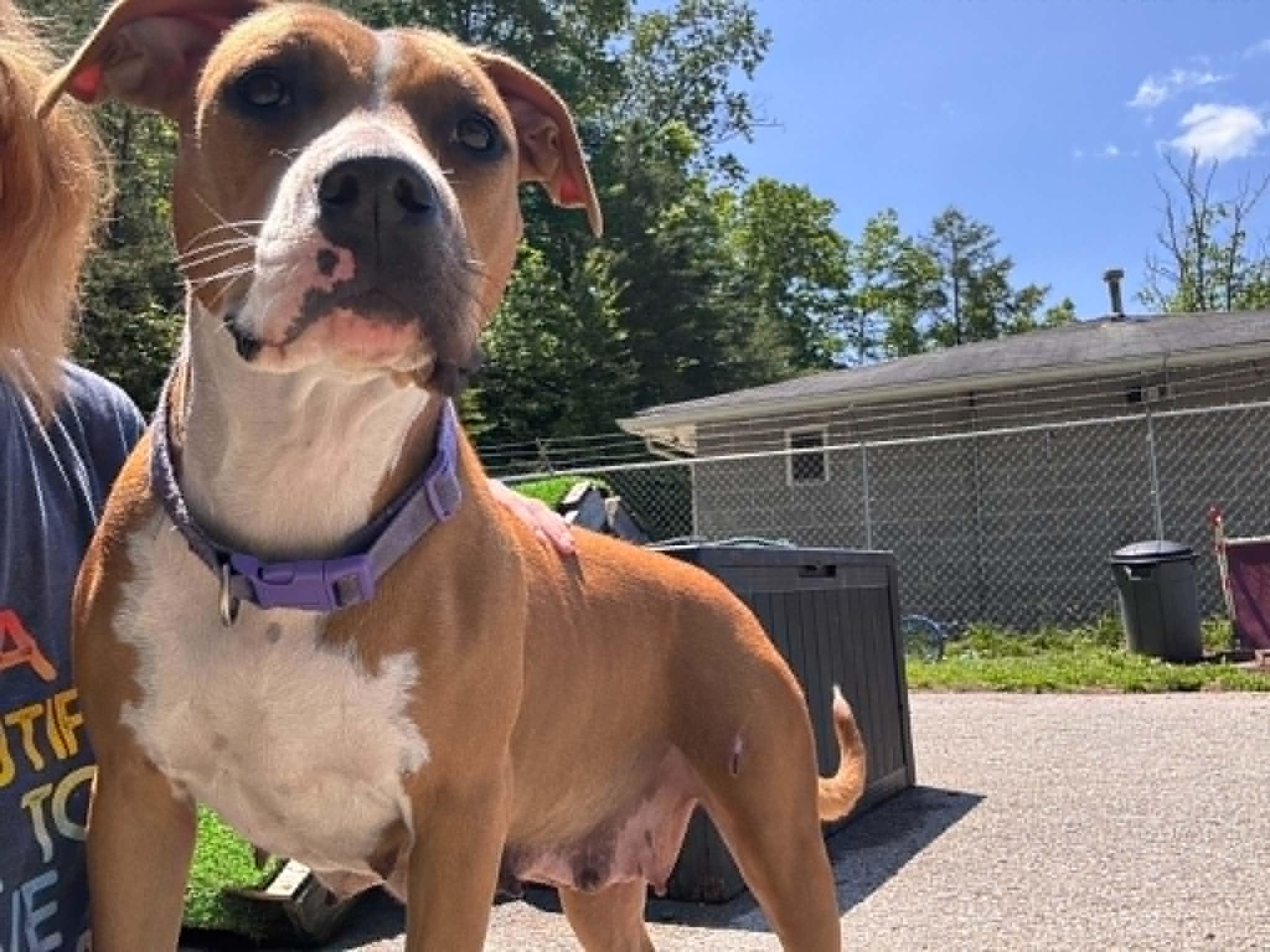 Mama, a Adoptable Pit Bull Terrier in Fayetteville, WV image 5/6