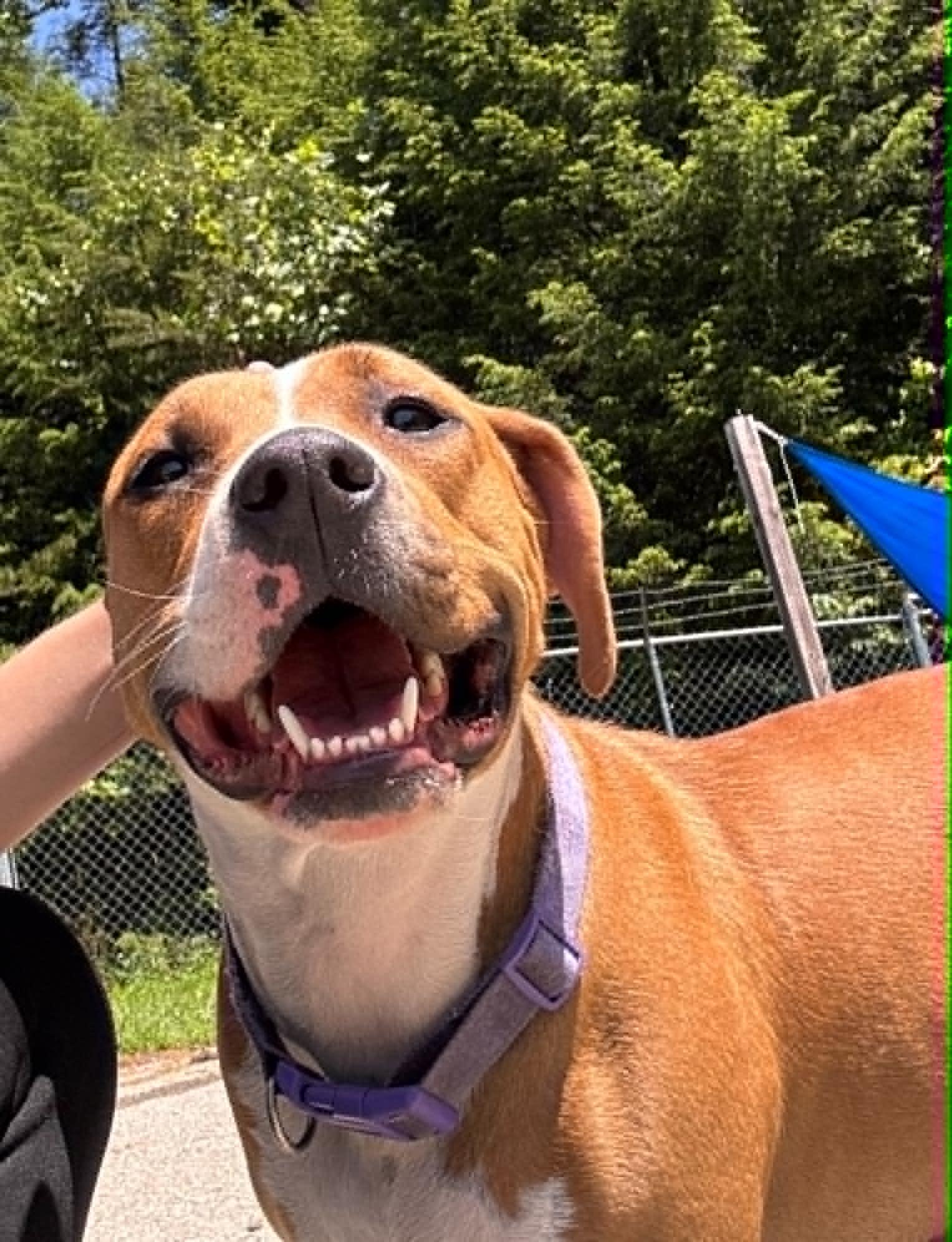 Mama, a Adoptable Pit Bull Terrier in Fayetteville, WV image 6/6