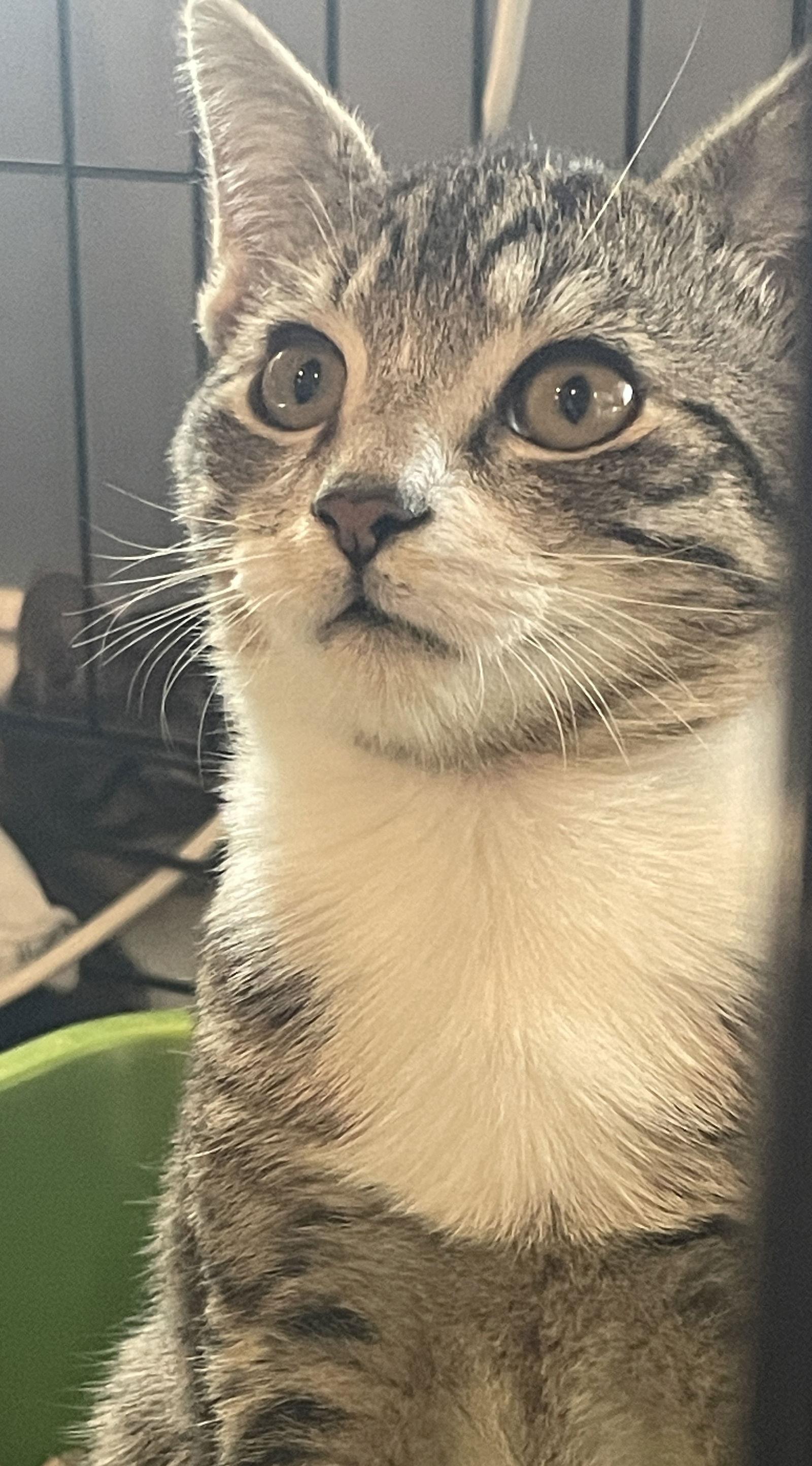 Baxter, Adoptable, Young Male Tabby & Domestic Short Hair.