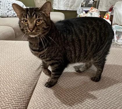 Theo, Adoptable, Adult Male Domestic Short Hair & Domestic Short Hair.