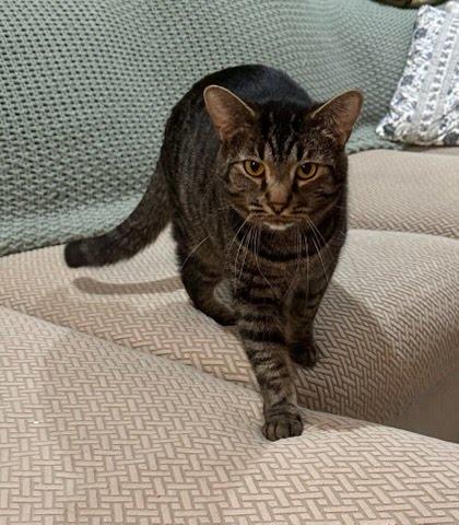 Enlarge Theo, a Adoptable mixed breed in Columbus, IN image 2/3