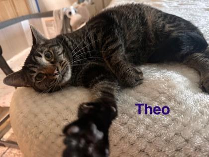 Enlarge Theo, a Adoptable mixed breed in Columbus, IN image 3/3