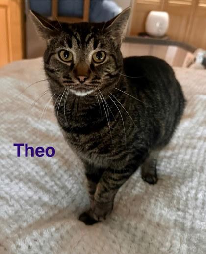 Enlarge Theo, a Adoptable mixed breed in Columbus, IN image 3/3