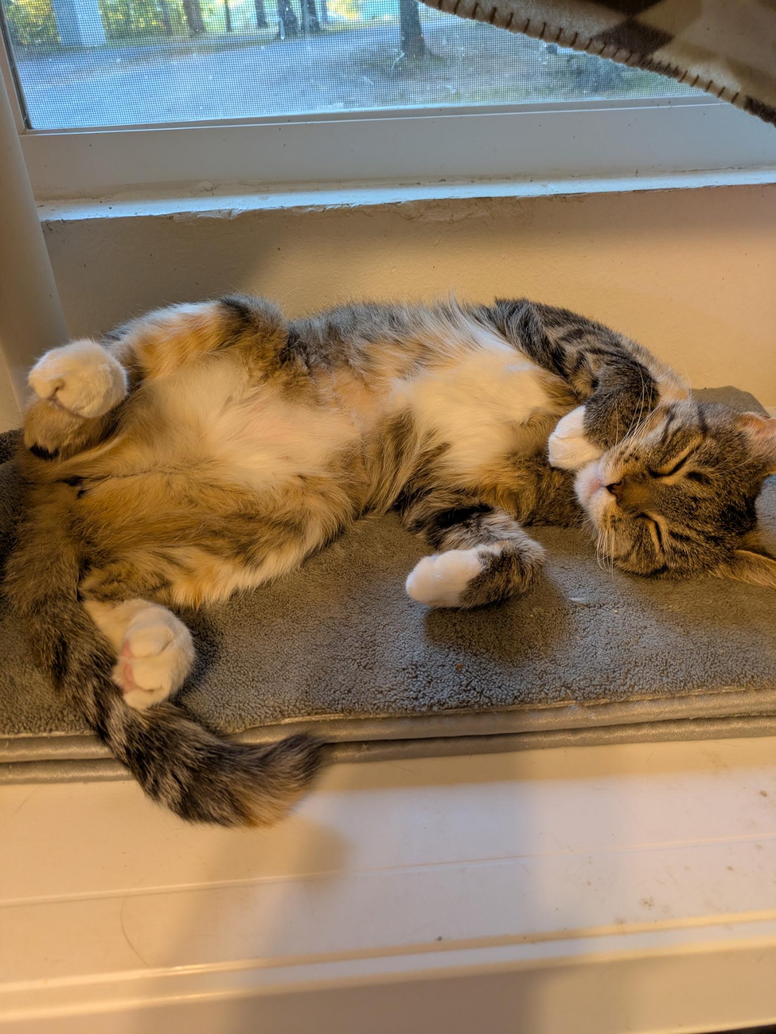 Graham Cracker, a Adoptable Torbie in Tahlequah, OK image 2/3