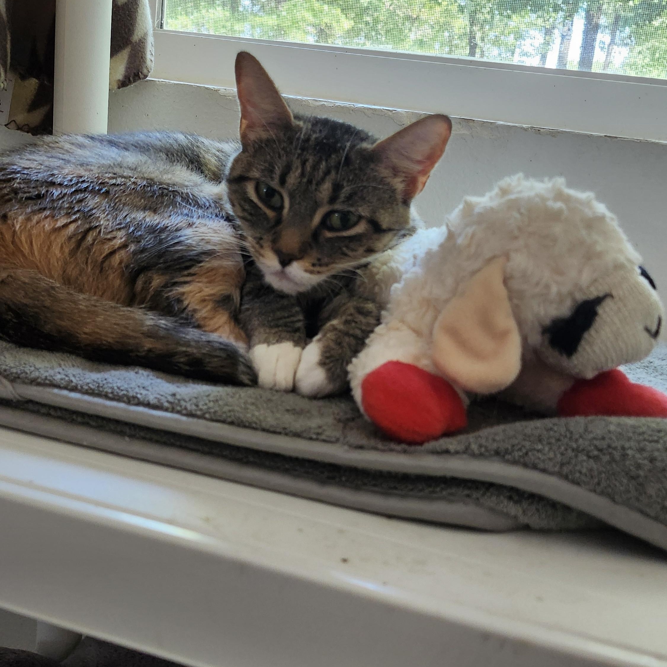 Graham Cracker, a Adoptable Torbie in Tahlequah, OK image 3/3