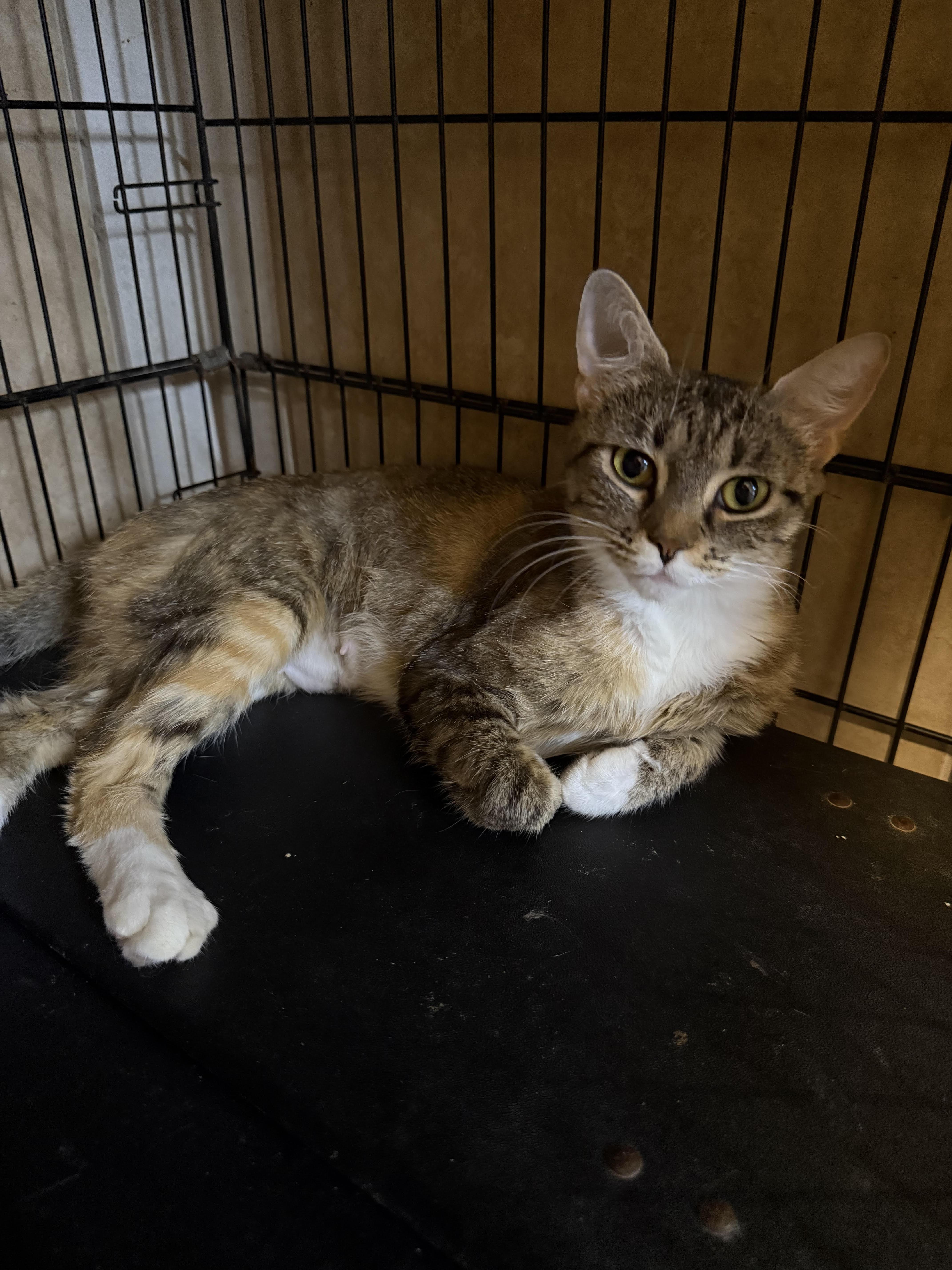 Graham Cracker, Adoptable, Adult Female Torbie.