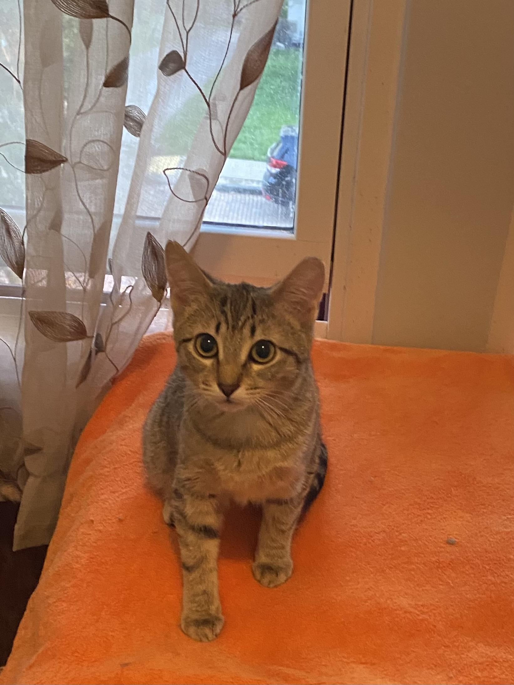 Piper II, a Adoptable Domestic Short Hair in Pittsburgh, PA image 4/5