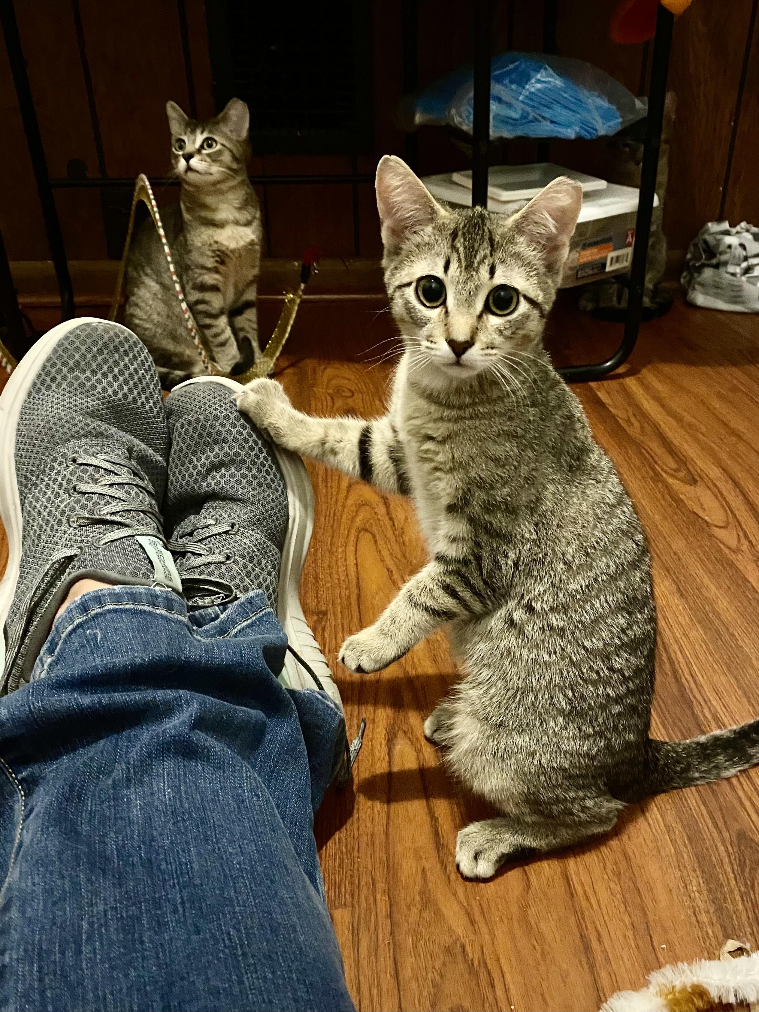 Piper II, a Adoptable Domestic Short Hair in Pittsburgh, PA image 1/5