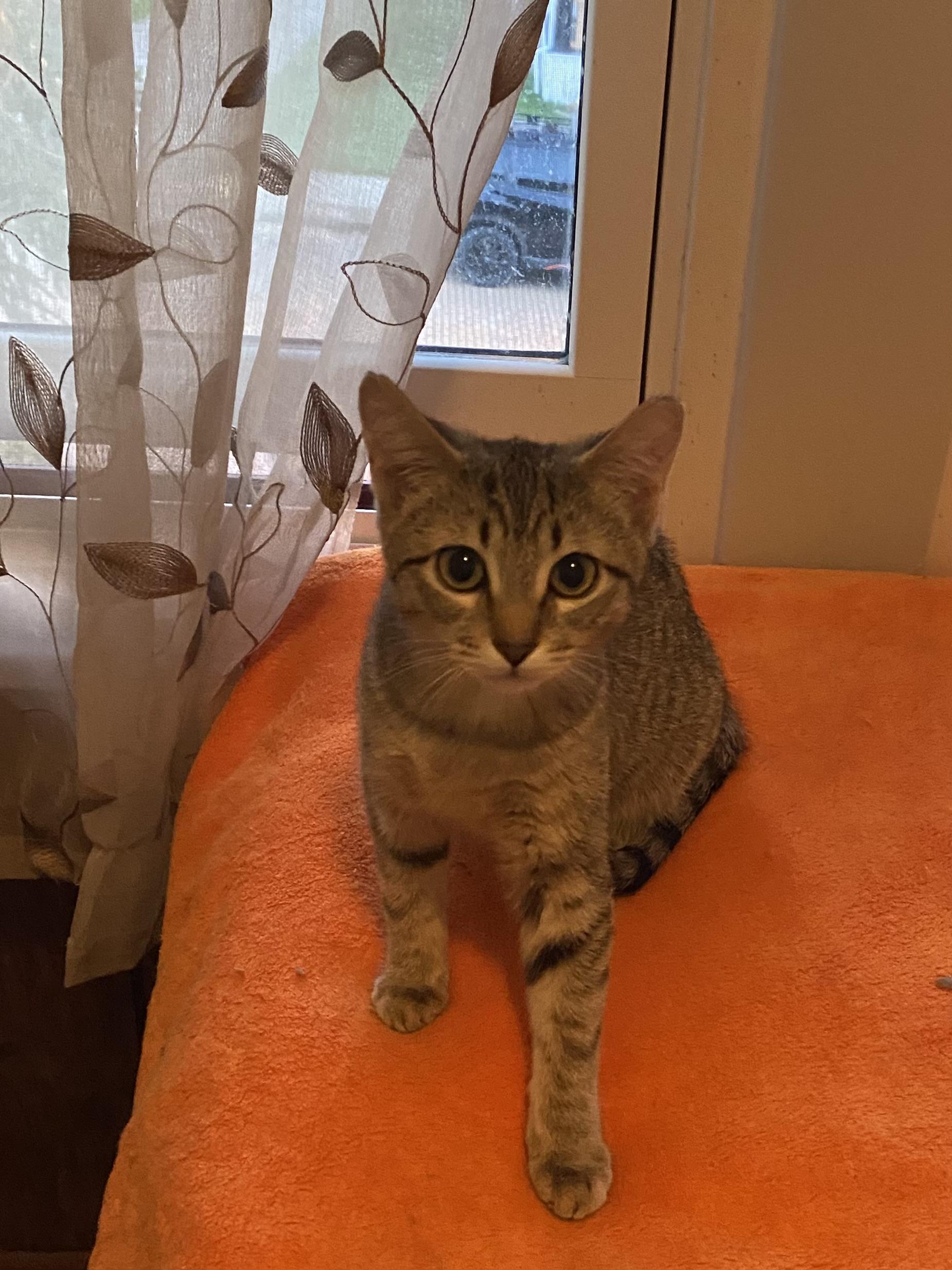 Piper II, a Adoptable Domestic Short Hair in Pittsburgh, PA image 2/5
