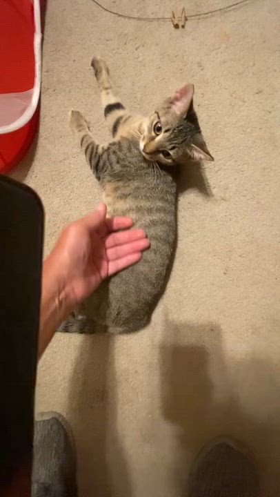 Enlarge Piper II, a Adoptable Domestic Short Hair in Pittsburgh, PA video 5/5