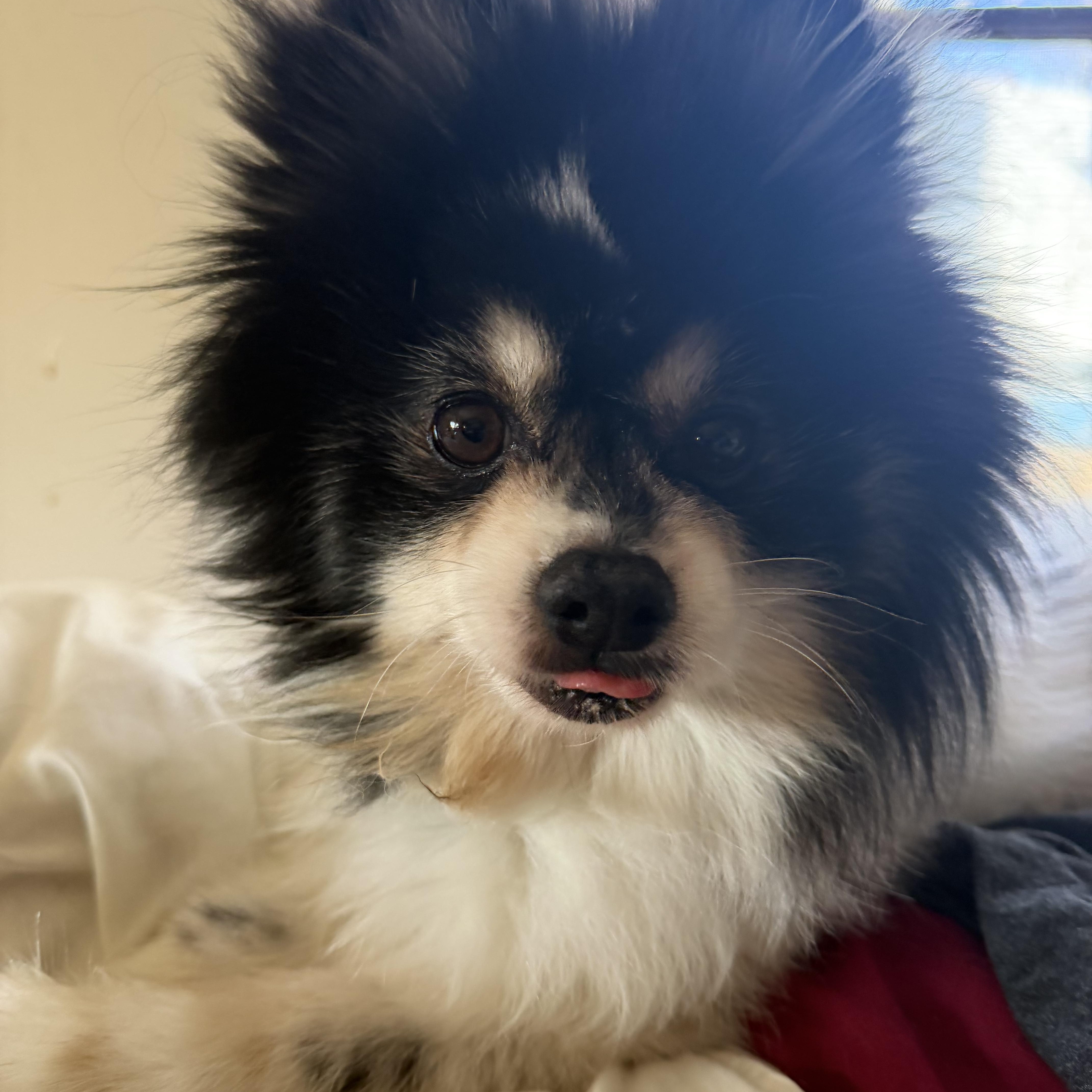 Enlarge Oreo double stuff fluff, an adopted Pomeranian in Maple Glen, PA image 1/5