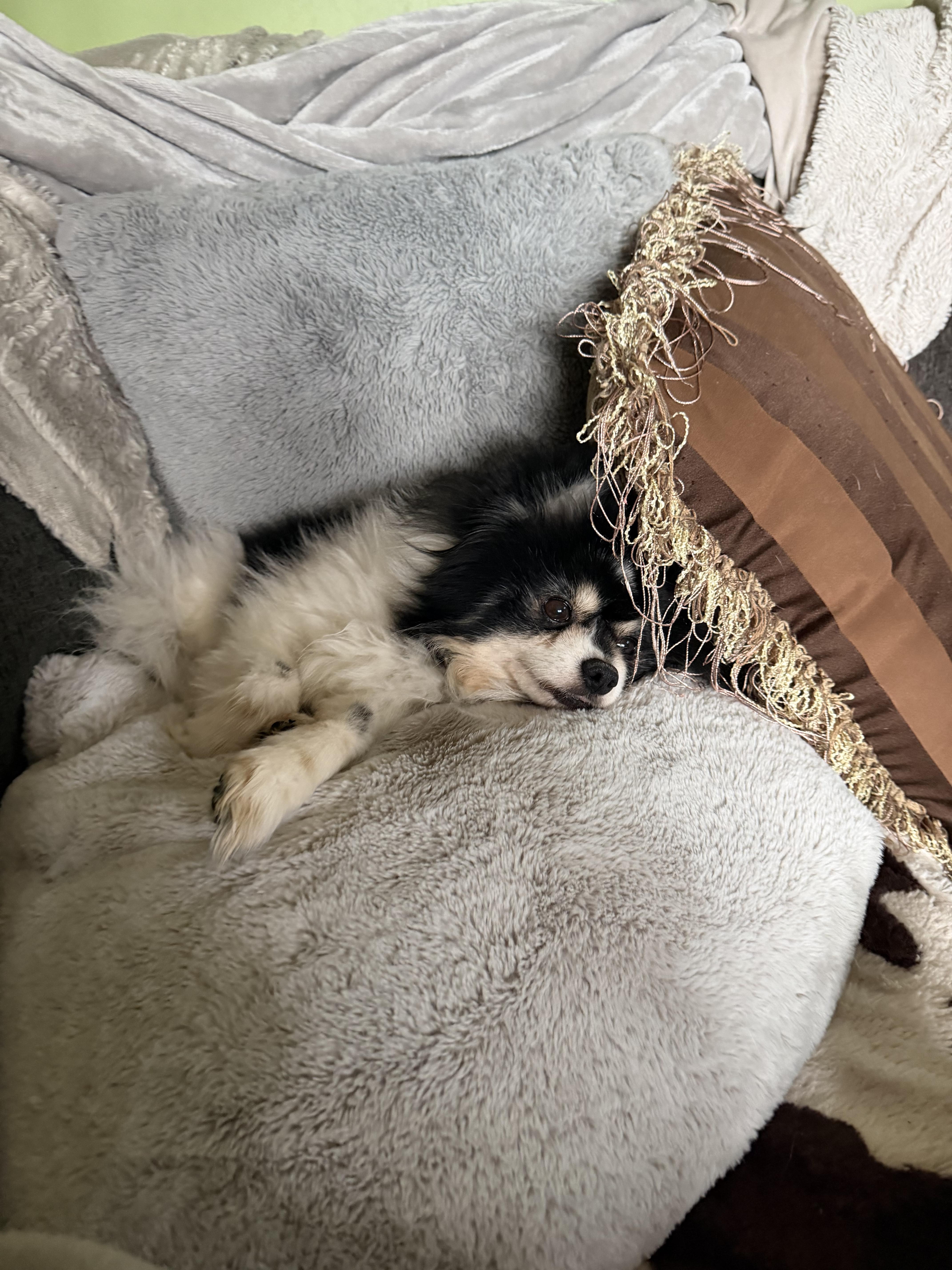 Oreo double stuff fluff, ADOPTABLE, Adult Male Pomeranian.