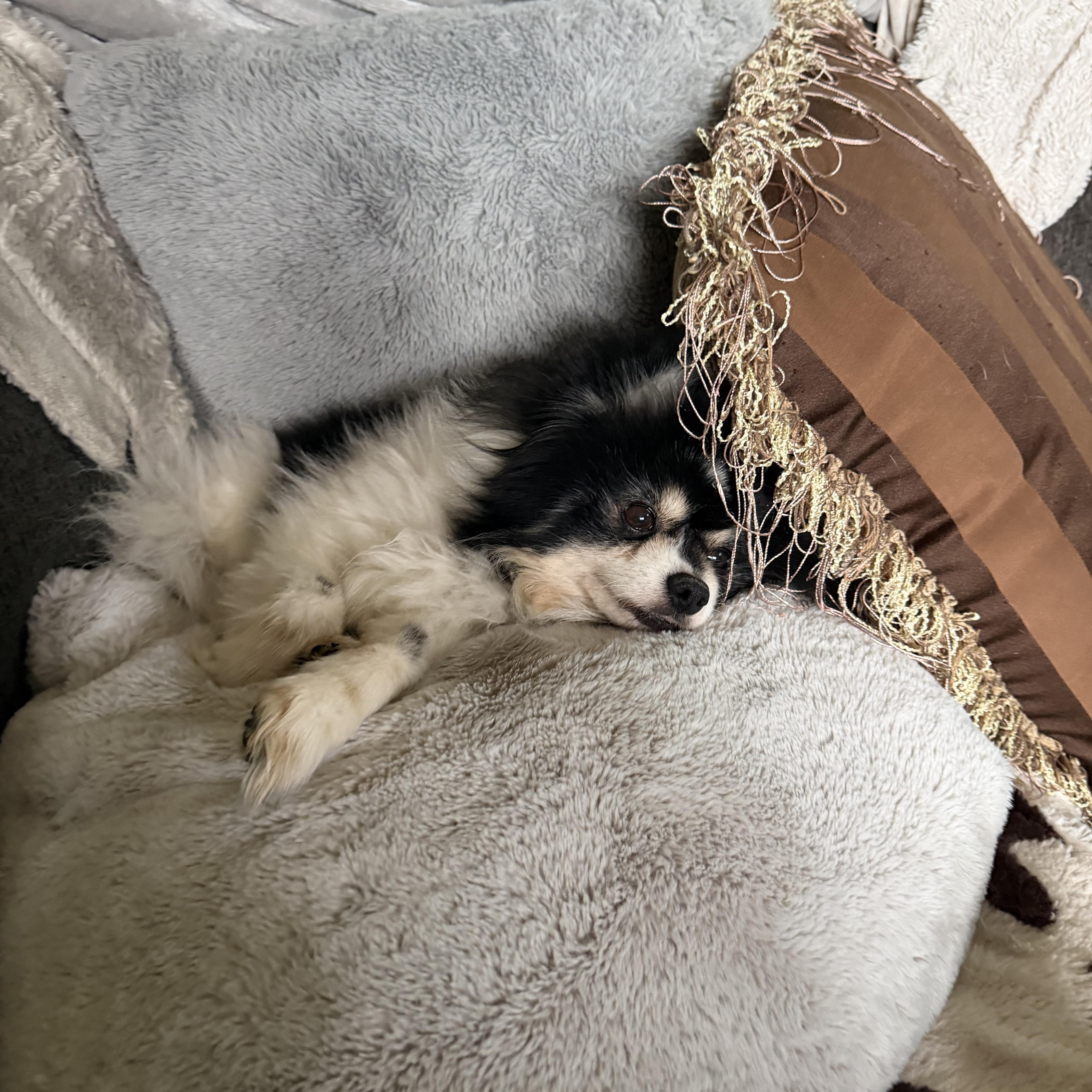 Enlarge Oreo double stuff fluff, an adopted Pomeranian in Maple Glen, PA image 2/5