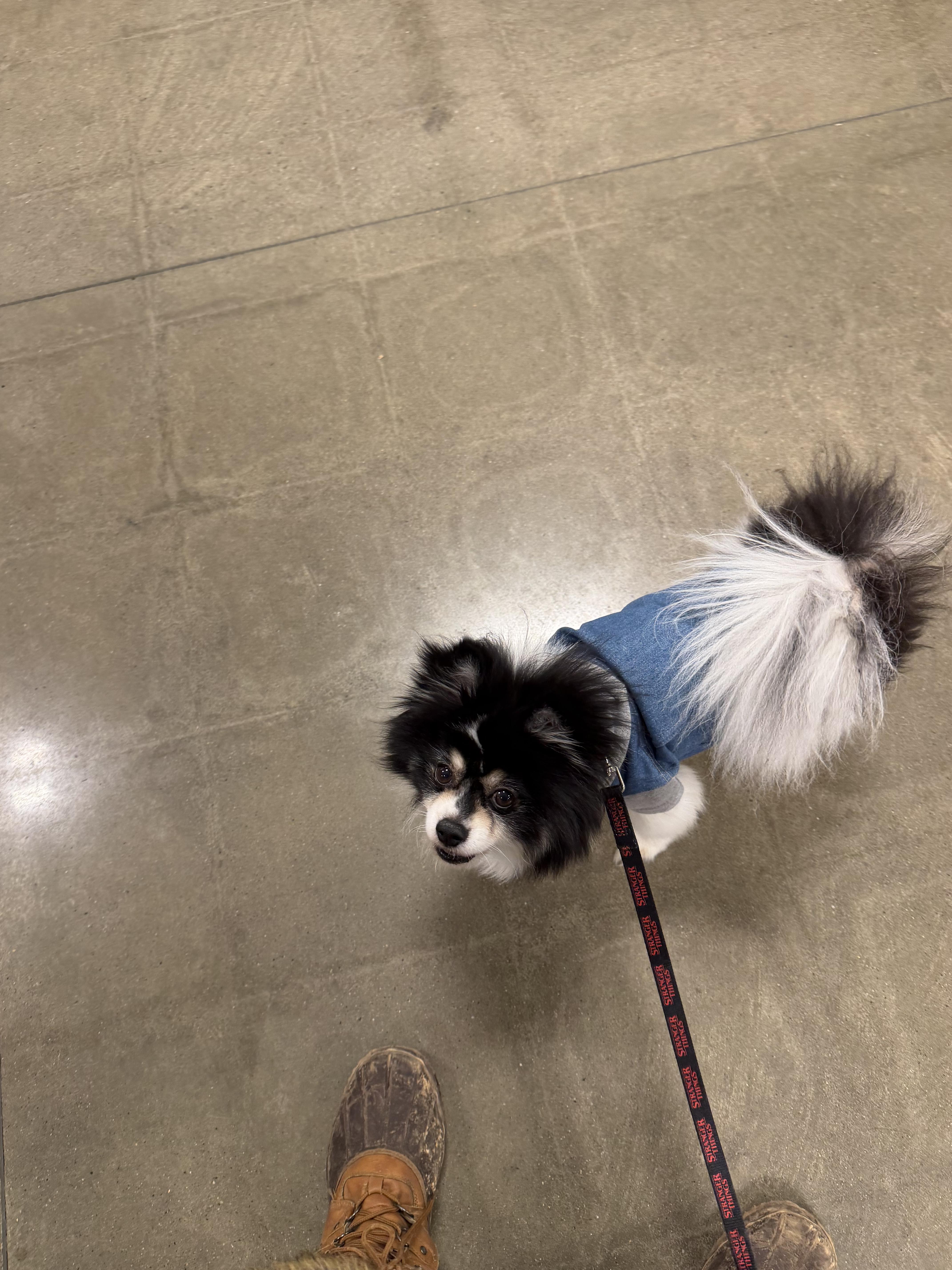 Enlarge Oreo double stuff fluff, a ADOPTABLE Pomeranian in Maple Glen, PA image 5/5