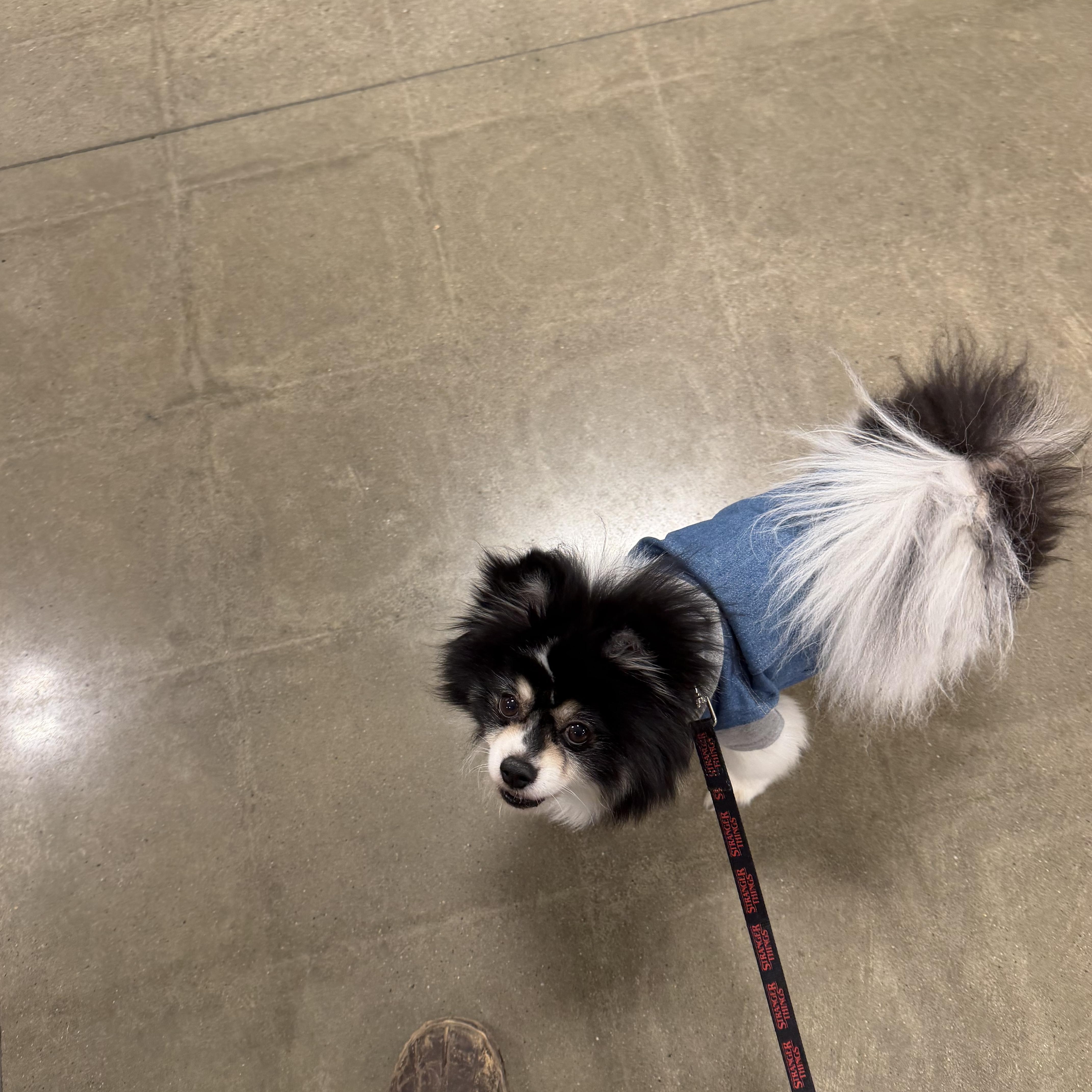 Enlarge Oreo double stuff fluff, an adopted Pomeranian in Maple Glen, PA image 5/5