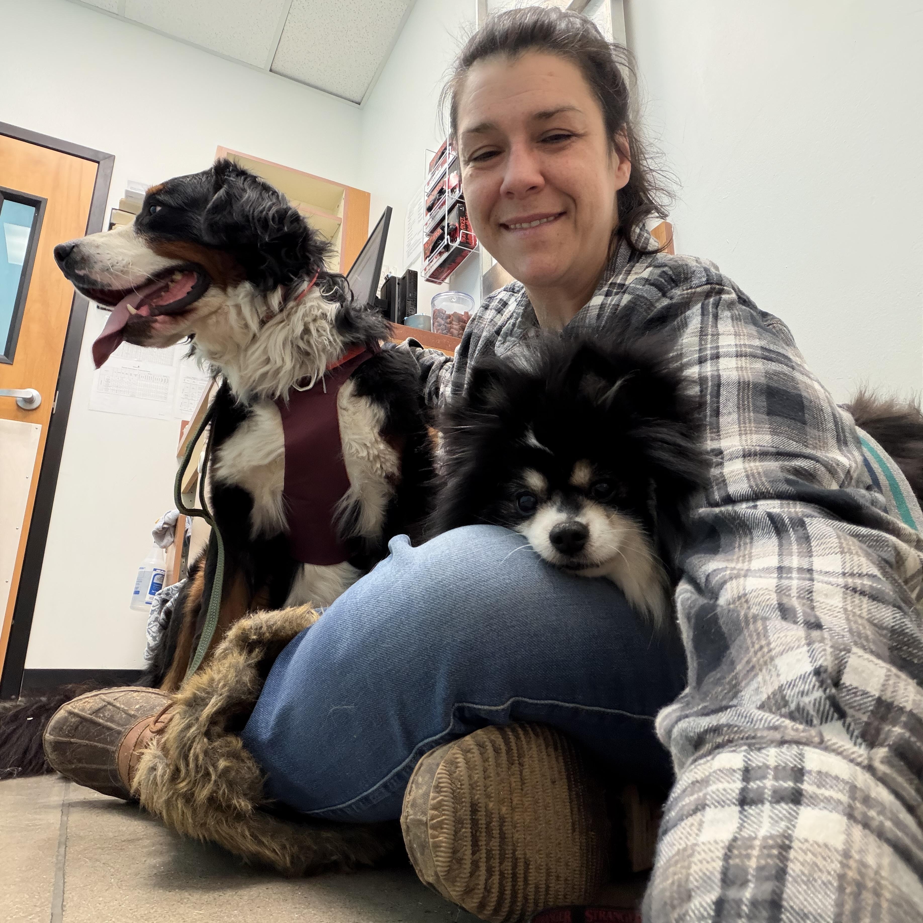Enlarge Oreo double stuff fluff, an adopted Pomeranian in Maple Glen, PA image 3/5