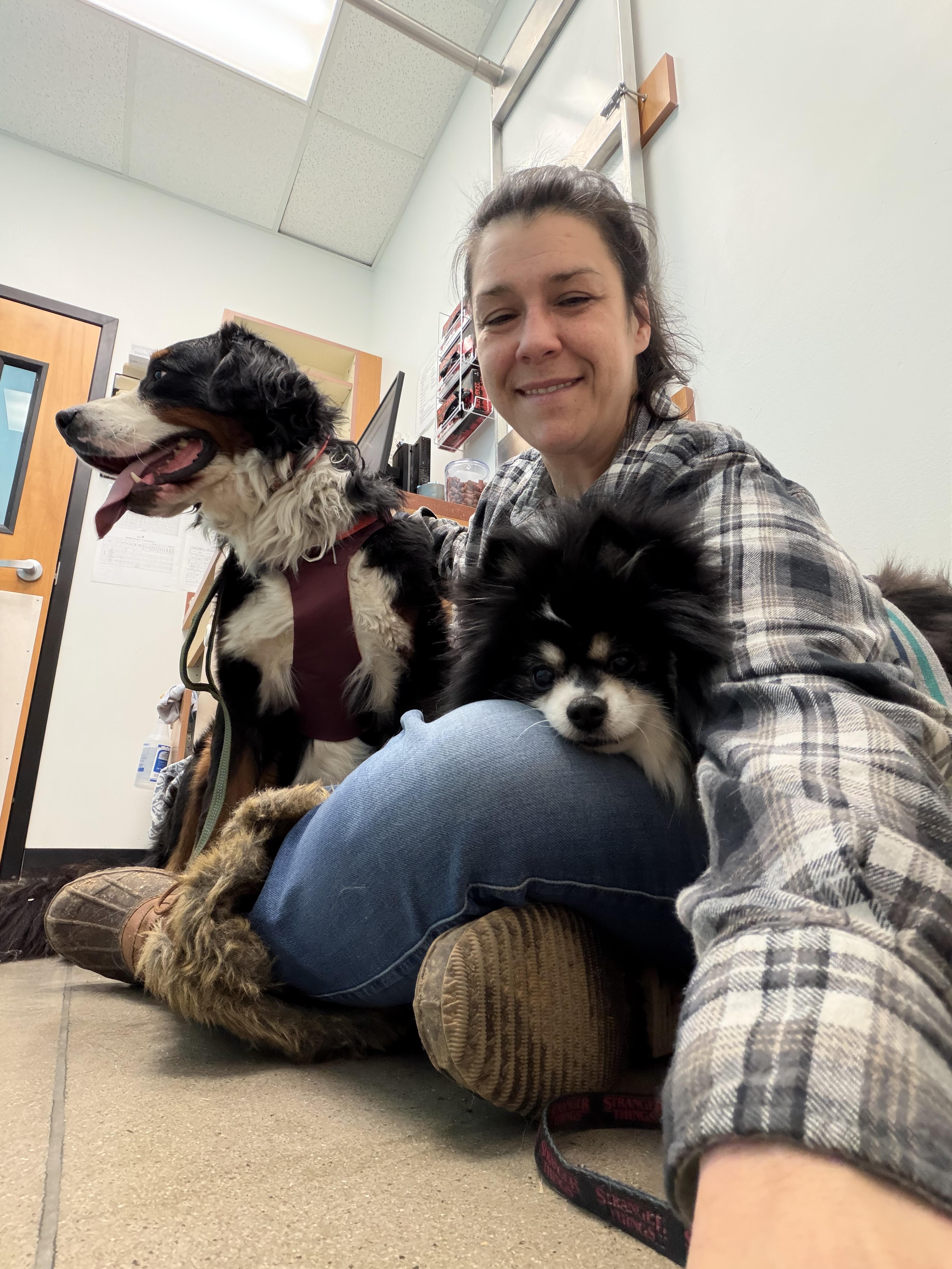 Enlarge Oreo double stuff fluff, a ADOPTABLE Pomeranian in Maple Glen, PA image 3/5