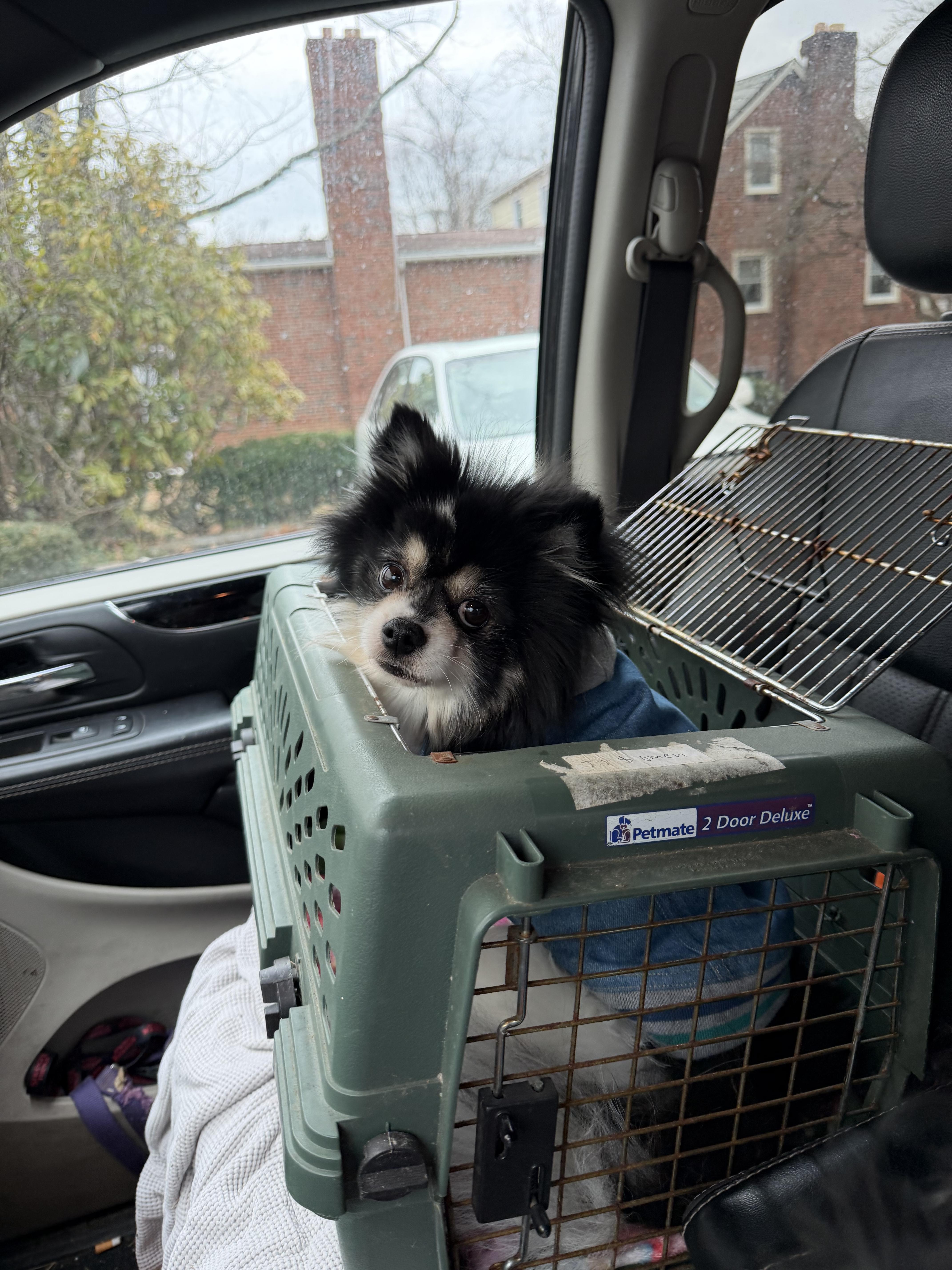 Enlarge Oreo double stuff fluff, a ADOPTABLE Pomeranian in Maple Glen, PA image 4/5